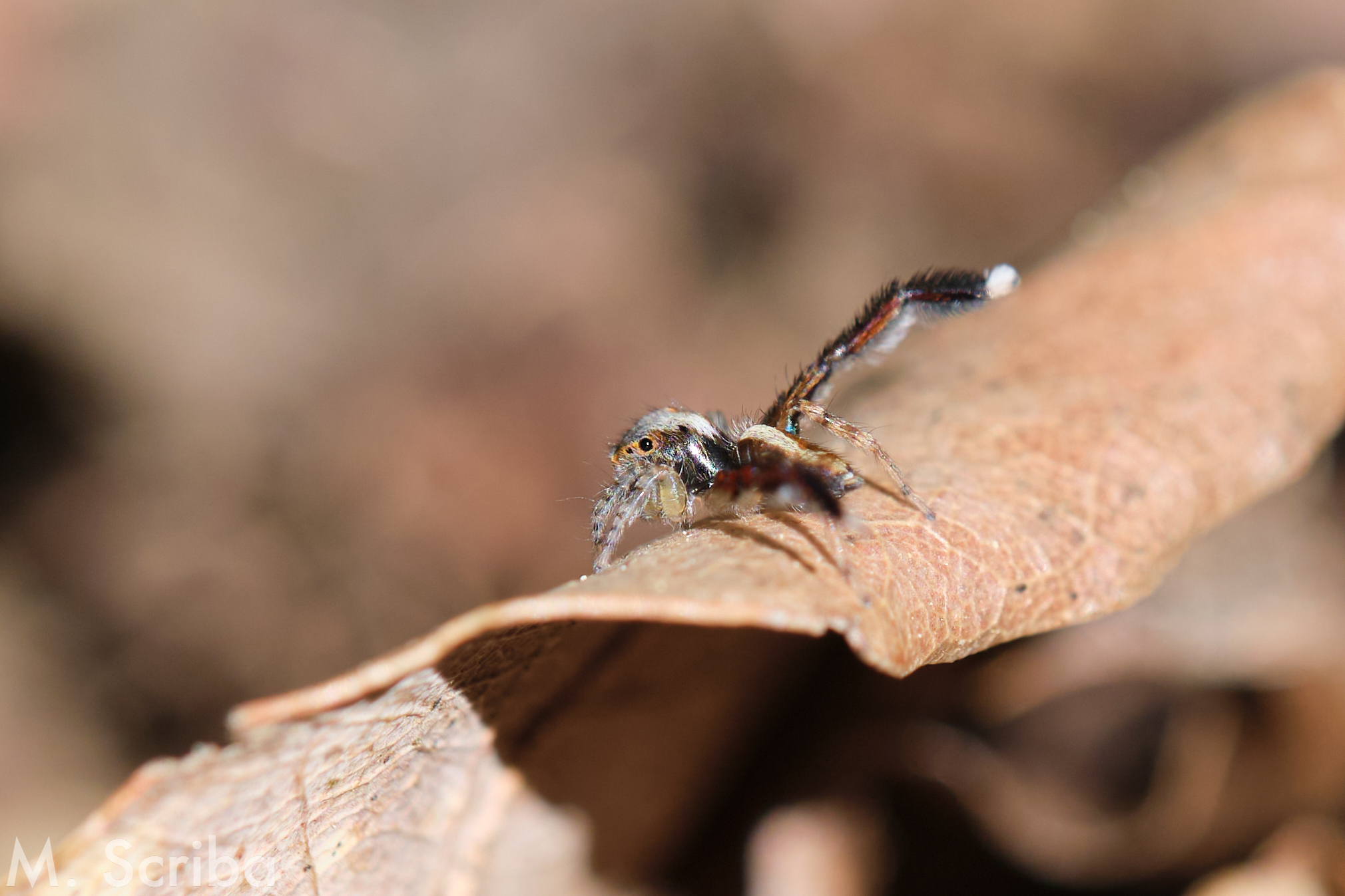 Saitis barbipes male raising leg
